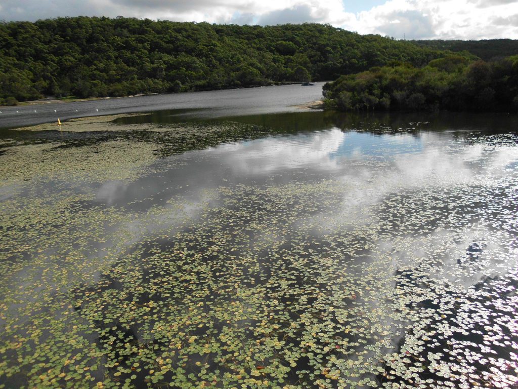 LilypadsReservoir-Bellwater-Proof